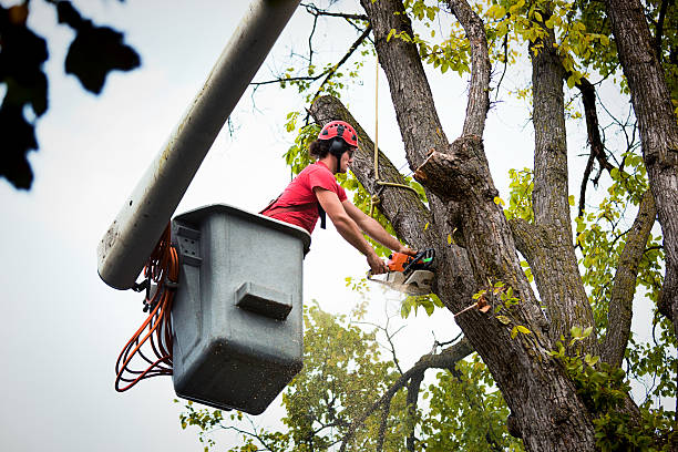 How Our Tree Care Process Works  in Auburn, CA